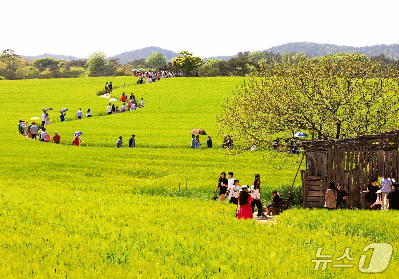 전북 고창군 공음면 학원농장 일대 청보리밭 모습.(고창군 제공. 재판매 및 DB금지)