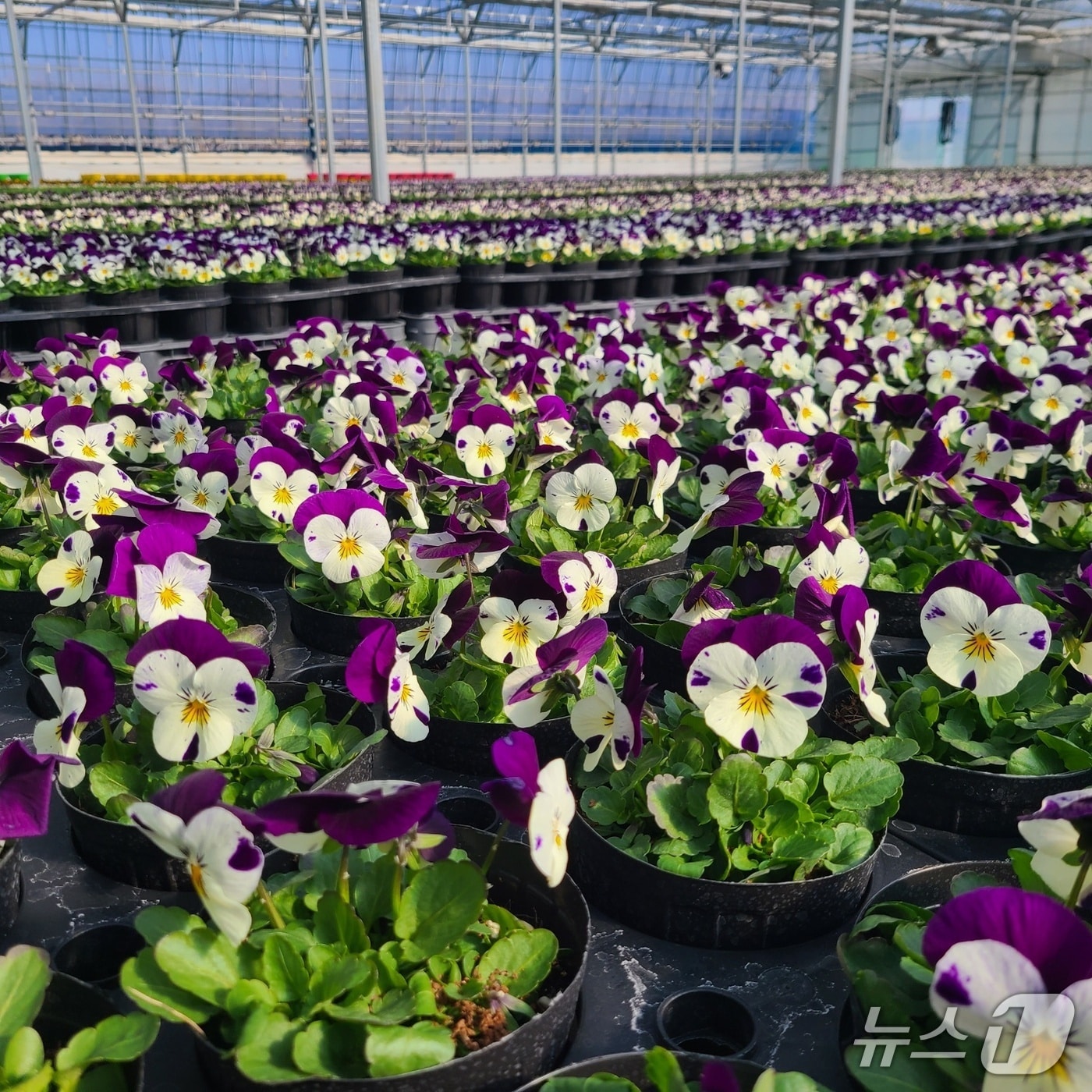 충북 영동군 심천면 약목리 꽃묘장 비닐하우스 안에 봄꽃 비올라가 개화를 시작했다.  (영동군 제공. 재판매 및 DB금지) /뉴스1