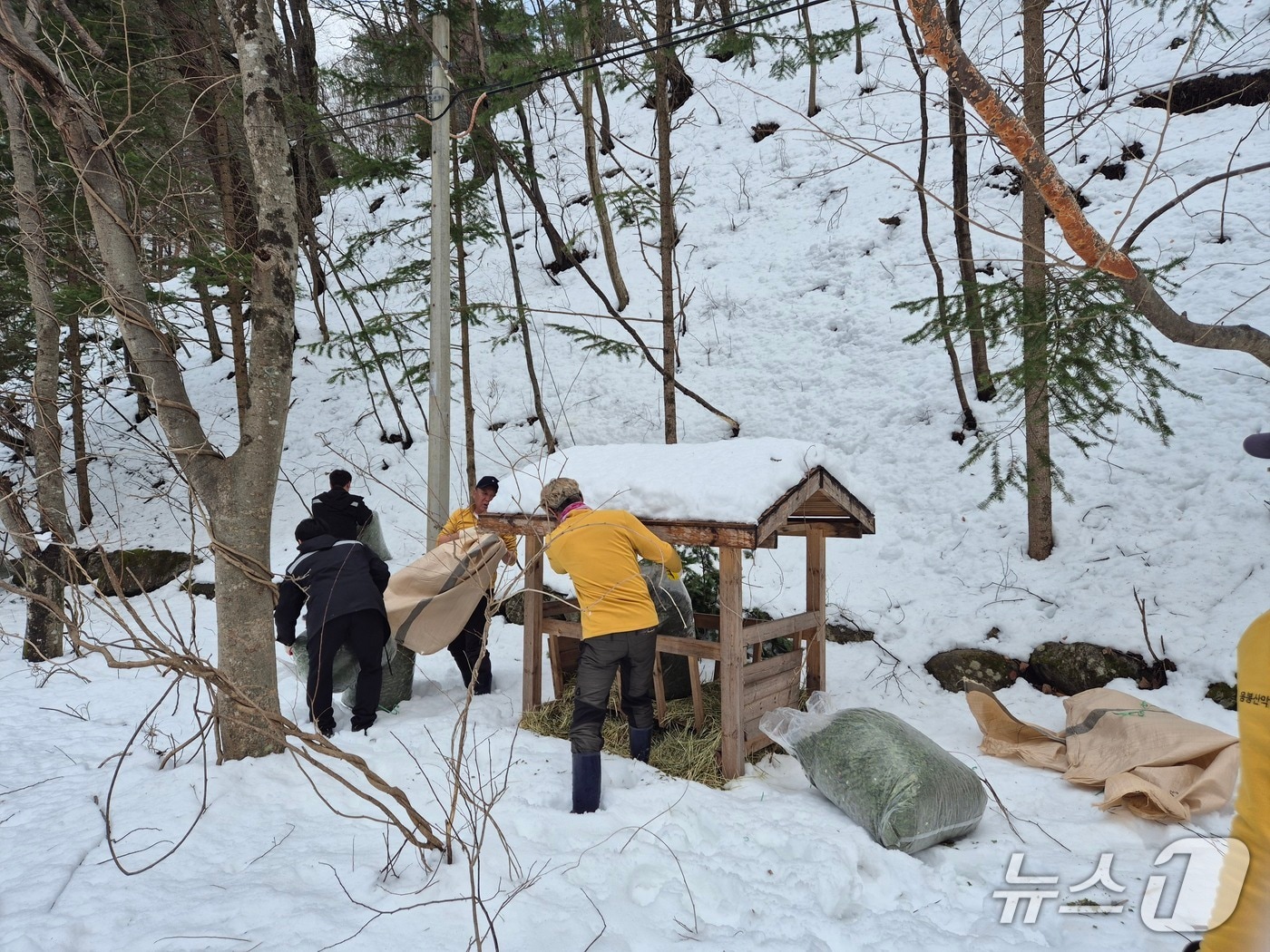 지난해 산양 먹이주기 행사 자료사진.(삼척시 제공, 재판매 및 DB 금지) 2026.2.9/뉴스1
