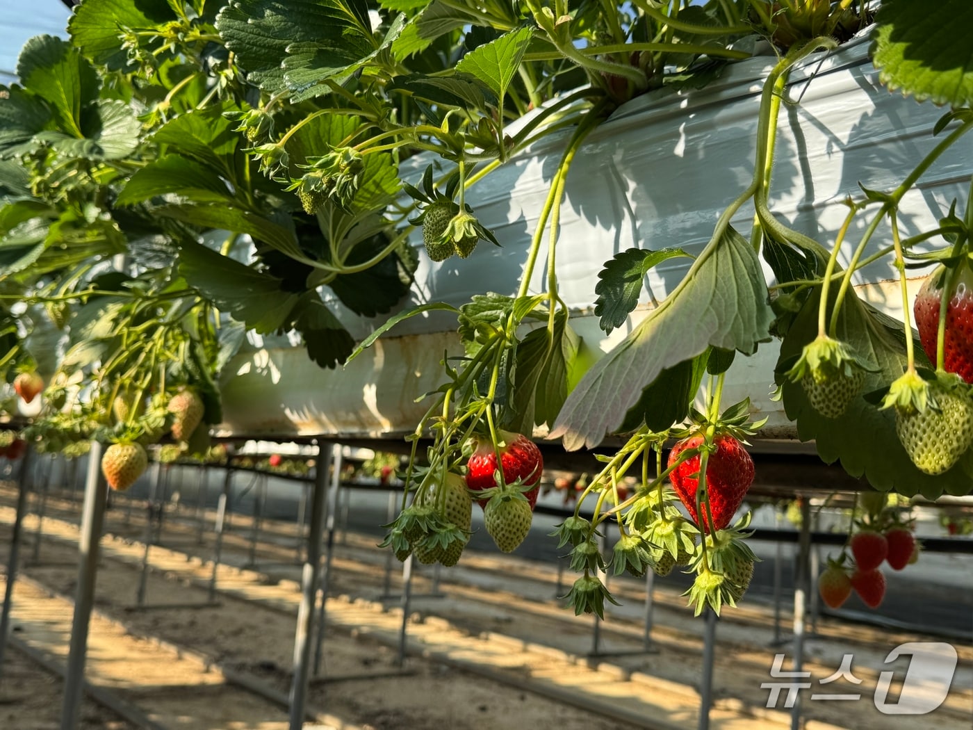 전북 임실군이 딸기 농가를 대상으로 '세균모무늬병' 분포 조사를 실시한다.(임실군제공, 재판매 및 DB금지)2026.2.9/뉴스1