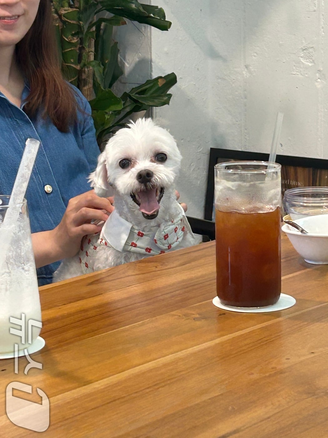 반려동물 카페 출입 자료사진. (독자제공) 2026.3.1 ⓒ 뉴스1 이수민 기자
