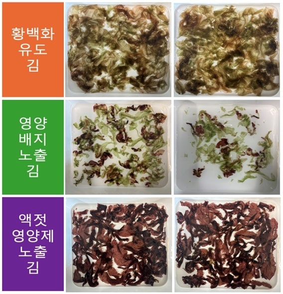 김 황백화 효능 입증 설명 사진.(충남도 제공. 재판매 및 DB금지)/뉴스1 