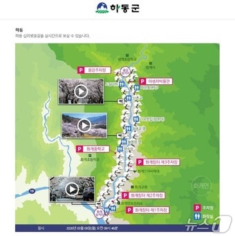 하동군 홈페이지의 벚꽃 개화 실시간 확인 서비스 화면.