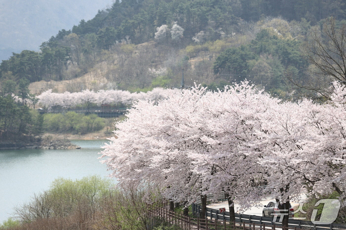 전북 임실군 옥정호에서 오는 4월 11~12일 벚꽃축제가 열린다.(임실군제공, 재판매 및 DB금지)2026.3.10/뉴스1