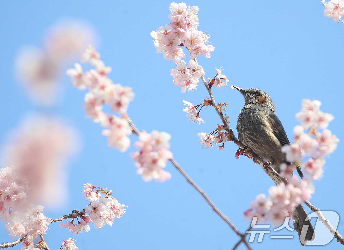 10일 부산 수영구 배화학교에서 직박구리가 활짝 핀 벚꽃 꿀을 따 먹으며 봄소식을 전하고 있다. 2026.3.10 ⓒ 뉴스1 윤일지 기자