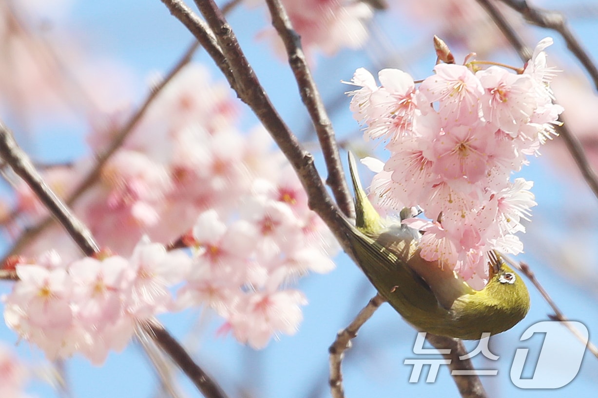 부산 수영구 배화학교에서 동박새가 활짝 핀 벚꽃 꿀을 따 먹으며 봄소식을 전하고 있다. 2026.3.10 ⓒ 뉴스1 윤일지 기자