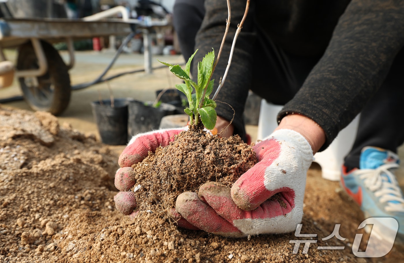 제11회 흙의 날을 하루 앞둔 10일 경기 용인시 처인구 원삼면의 한 농원에서 관계자가 분갈이를 하고 있다. 흙의 날은 매년 3월 11일로 농촌진흥청이 흙의 소중함과 보전의 필요성을 알리기 위해 2015년 처음 지정했다. 2026.3.10 ⓒ 뉴스1 김영운 기자