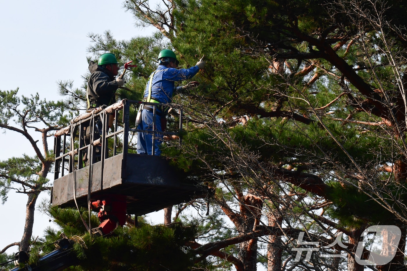 10일 경북 포항시청 화단에서 근로자들이 소나무의 가지를 치고 있다. 2026.3.10 ⓒ 뉴스1 최창호 기자
