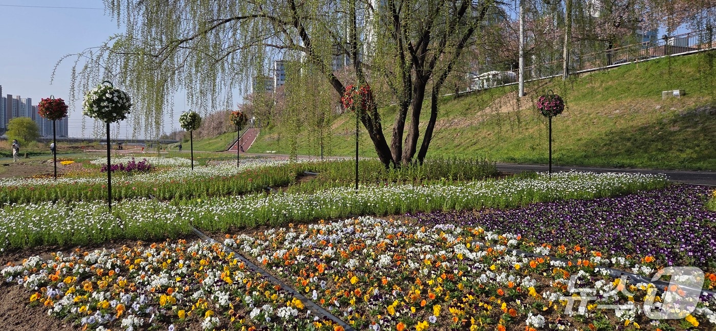 청주 무심천 꽃정원.(청주시 제공. 재판매 및 DB금지) 
