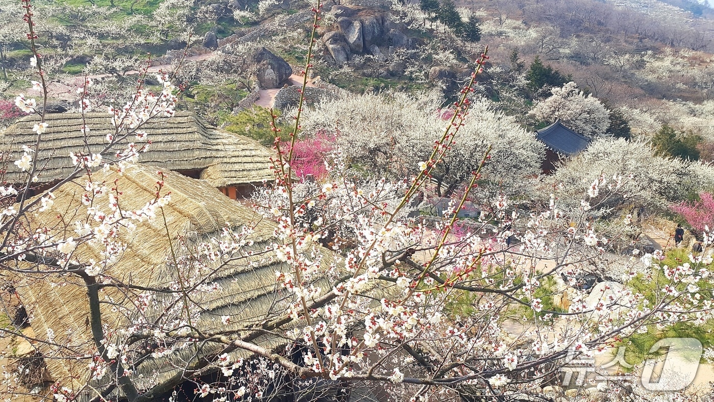 광양매화마을 