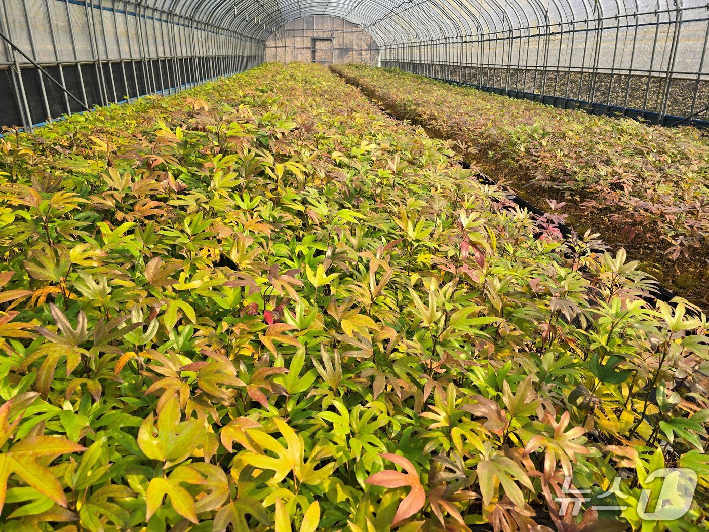 황칠.(전남산림연구원 제공. 재판매 및 DB금지) 2026.3.12/뉴스1