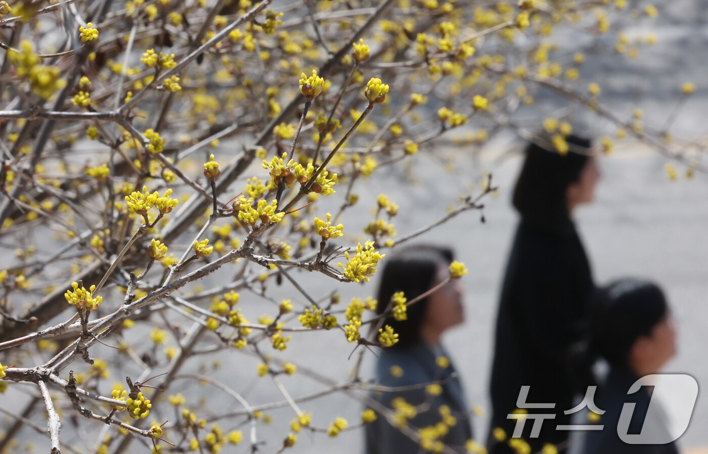 봄 알리는 산수유꽃 ⓒ 뉴스1