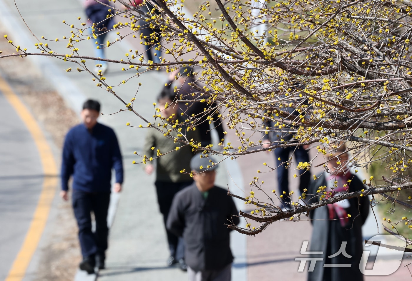 13일 경기 수원시 팔달구 팔달산에서 시민들이 산수유꽃 아래를 거닐며 산책을 즐기고 있다.  ⓒ 뉴스1