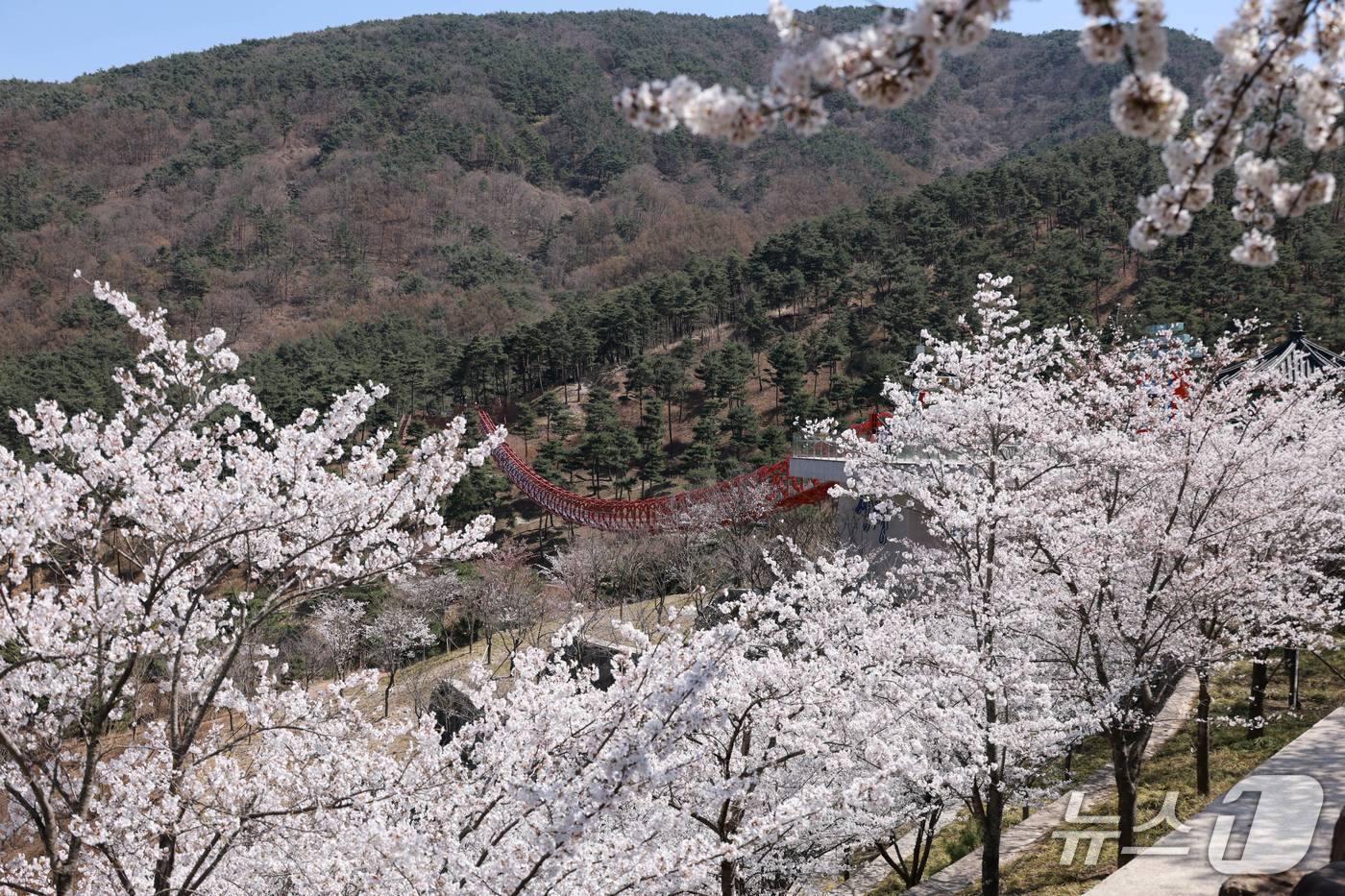 산청 동의보감촌 무릉교 일원의 벚꽃(산청군 제공. 재판매 및 DB금지).