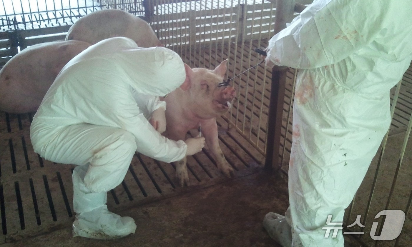아프리카돼지열병 검사(충북도 제공. 재판매 및 DB금지)
