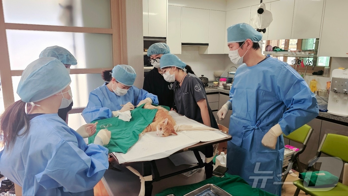 청주시 길고양이 중성화 사업.(시 제공. 재판매 및 DB금지)