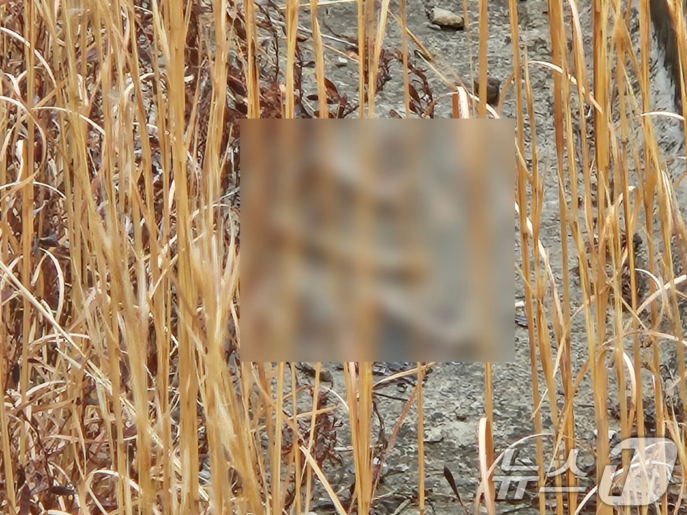 15일 전남 무안국제공항 활주로 인근을 순찰하던 여객기 참사 유가족들이 인골로 추정되는 물체 여러개를 발견한 모습. (유가족 협의회 제공. 재판매 및 DB 금지) 