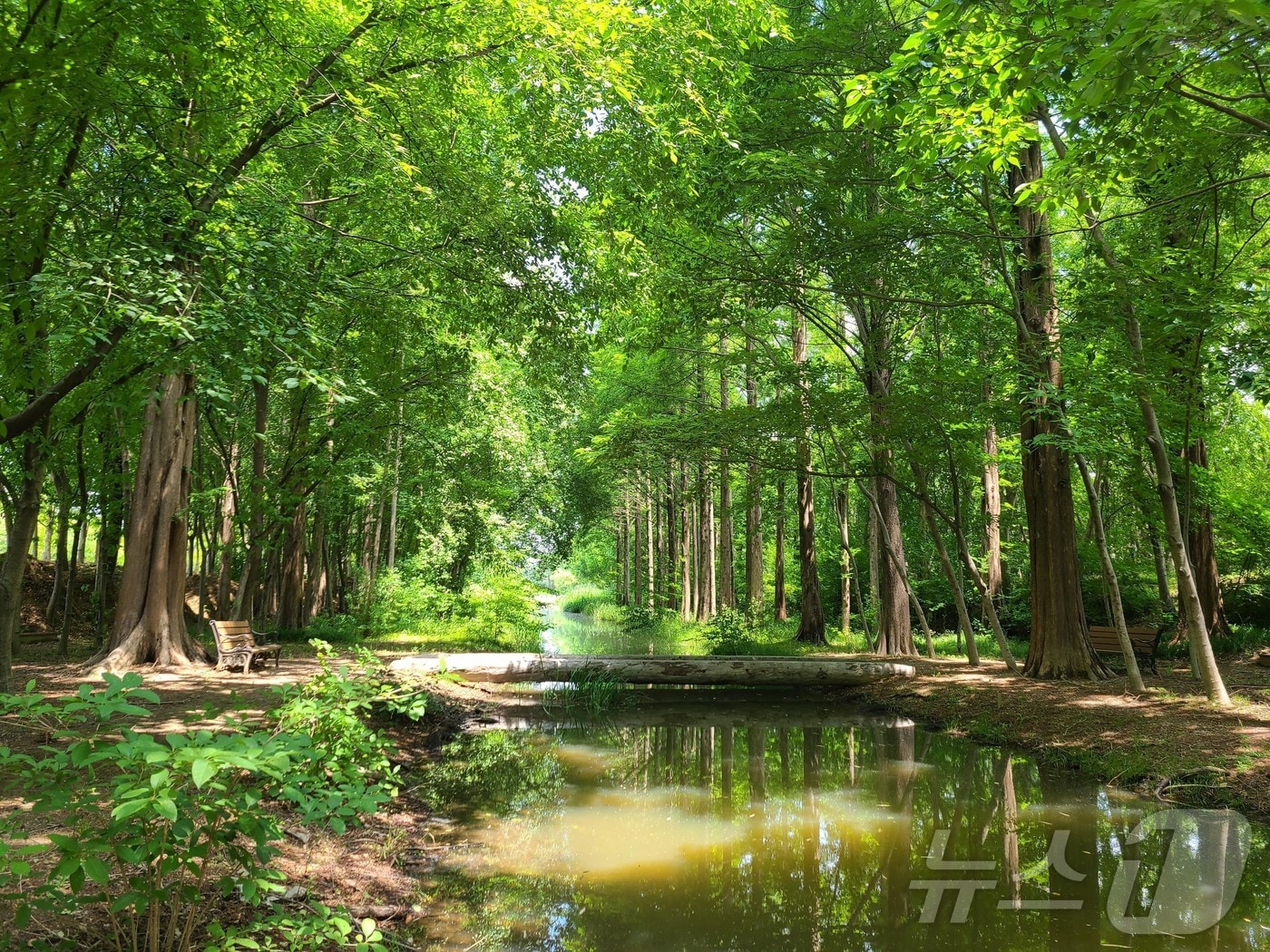경북도가 기후위기 대응과 생활환경 개선을 위해 올해 297억원을 들여 14개 시·군 29곳에,26만5000㎡ 규모의 도시숲을 조성한다.사진은 경주 천년의 숲./뉴스1