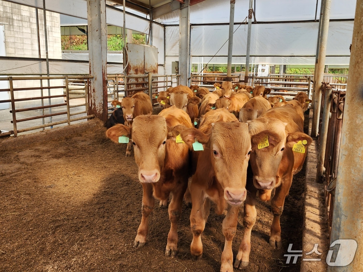 경기도는 2026년 '경기한우명품화사업'을 추진한다고 밝혔다. (사진 경기도 제공) /뉴스1