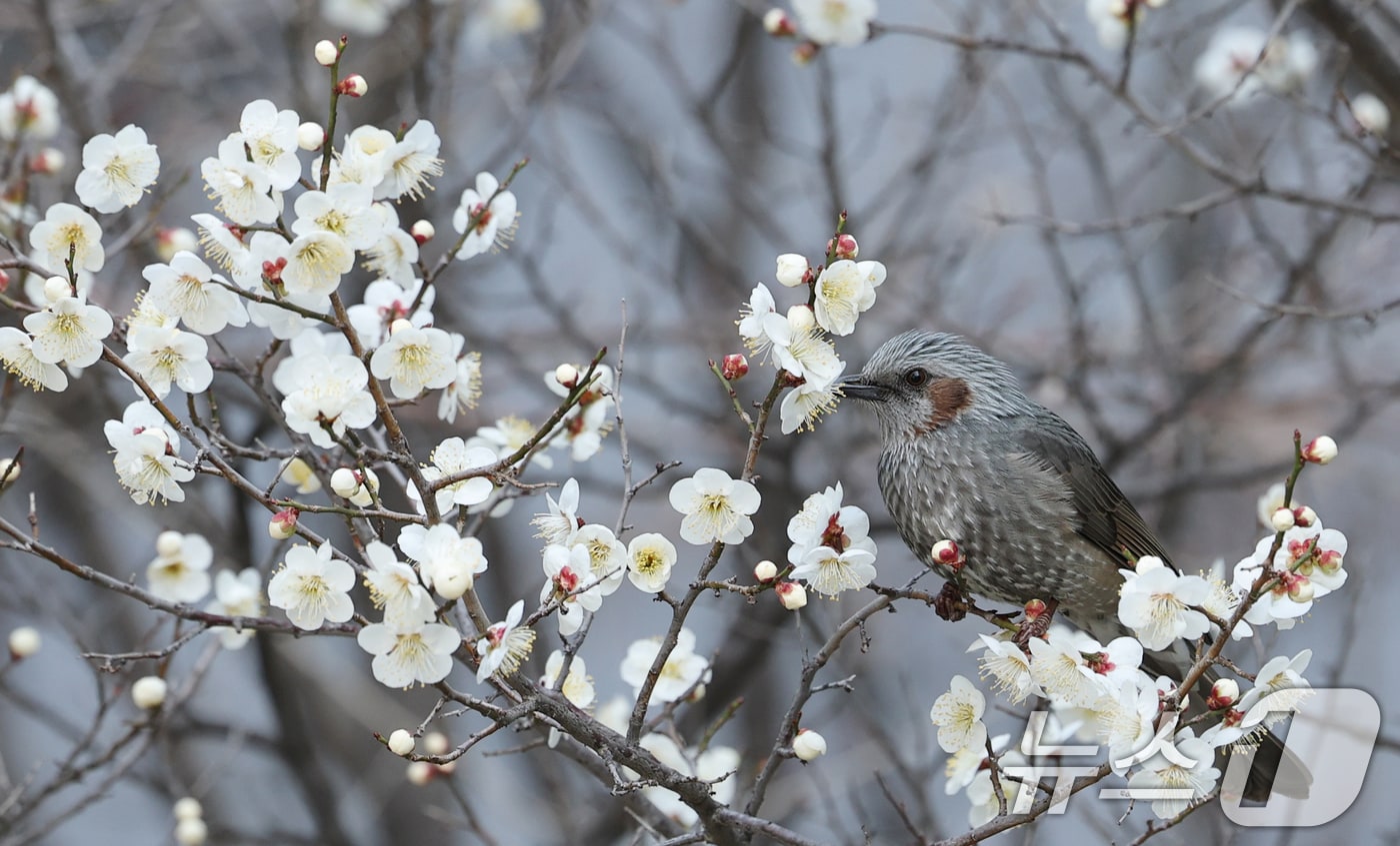24일 대전·충남은 대기가 건조한 가운데 낮과 밤의 기온 차가 10~20도 이상으로 클 것으로 예보됐다. 대전 서구 한 공원에서 직박구리가 매화꽃에서 꿀을 따고 있다.  ⓒ 뉴스1 김기태 기자