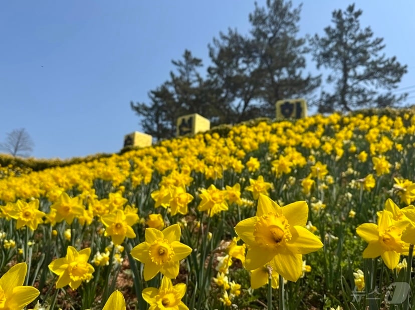 2026 섬 수선화 축제 (신안군 제공. 재판매 및 DB금지) ⓒ 뉴스1