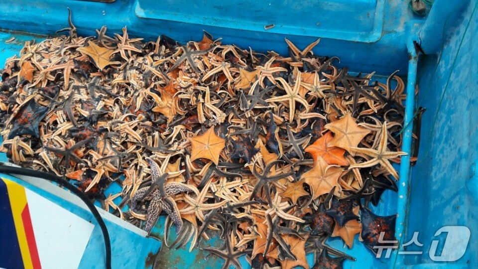 양양군 어업인들이 연안어장에서 포획한 불가사리.(양양군 제공, 재판매 및 DB 금지) 2026.3.16/뉴스1