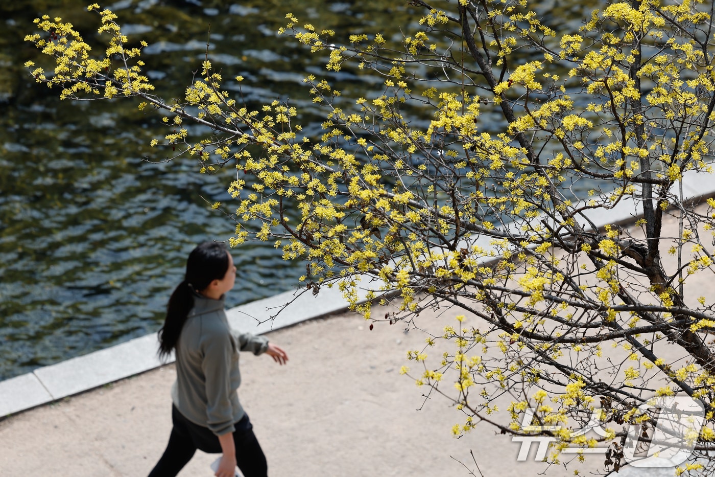 서울 종로구 청계천에 산수유가 피어 있다. 2026.3.16 ⓒ 뉴스1 안은나 기자