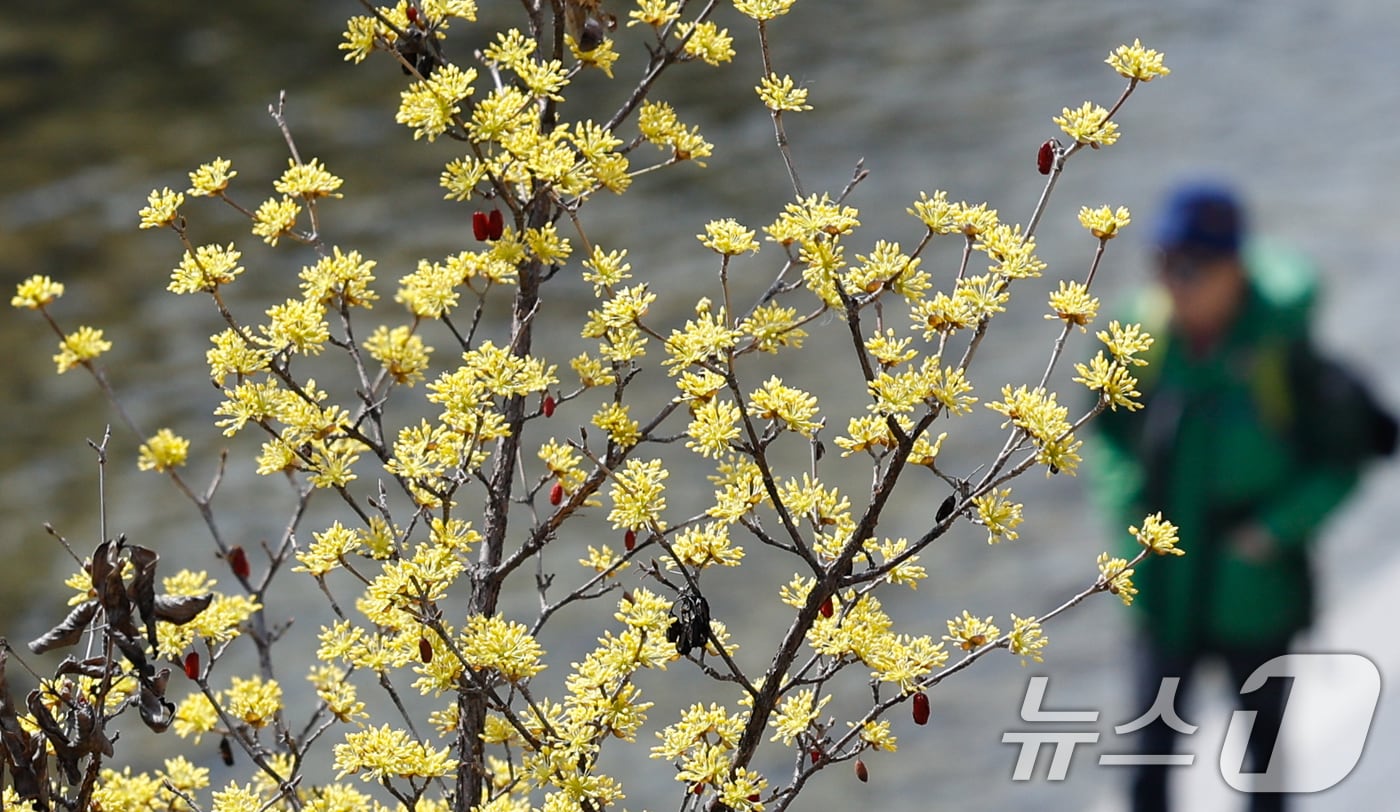 일교차가 15도 안팎으로 크고 한낮 포근한 날씨를 보인 16일 서울 종로구 청계천에 산수유가 피어 있다. 2026.3.16 ⓒ 뉴스1 안은나 기자