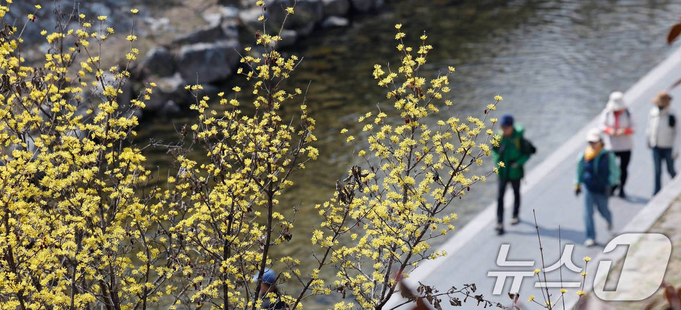 일교차가 15도 안팎으로 크고 한낮 포근한 날씨를 보인 16일 서울 종로구 청계천에 산수유가 피어 있다. 2026.3.16 ⓒ 뉴스1 안은나 기자