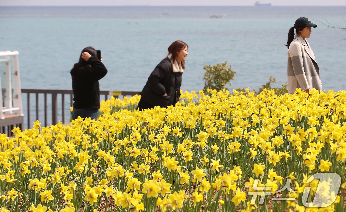 포근한 봄날씨를 보인 16일 부산 기장군 신평소공원에 노란 수선화가 활짝 펴 시민들의 눈길을 끌고 있다. 2026.3.16 ⓒ 뉴스1 윤일지 기자
