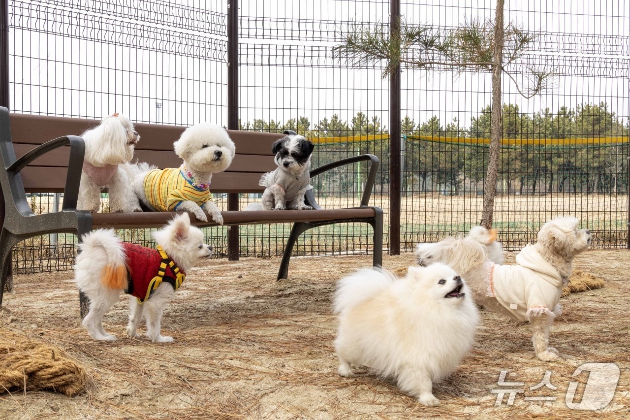 대전 대덕구 덕암야구장에 조성된 반려동물 놀이터.(대덕구 제공. 재판매 및 DB금지)/뉴스1
