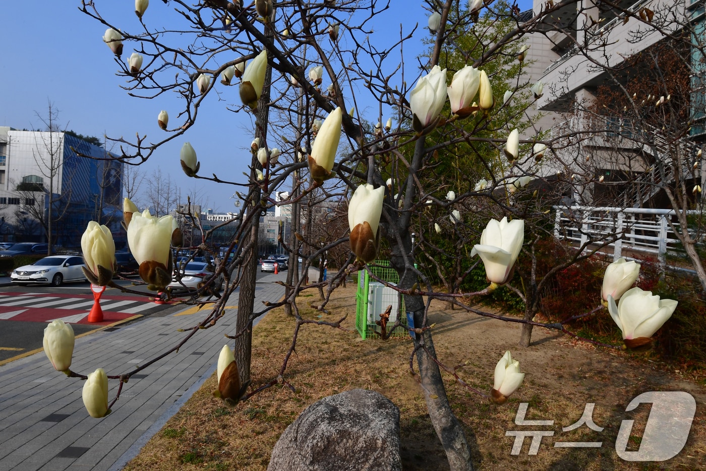 17일 오전 경북 포항시 남구 포항시청사 인근에서 목련이 꽃망울을 활짝 터트렸다.2026.3.17 ⓒ 뉴스1 최창호 기자