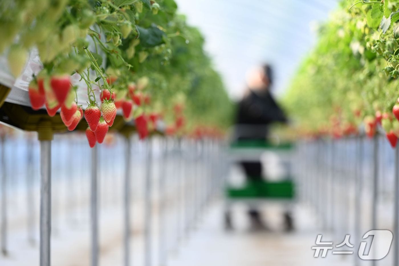 홍성 은하면에서 생산 중인 딸기. / 뉴스1 