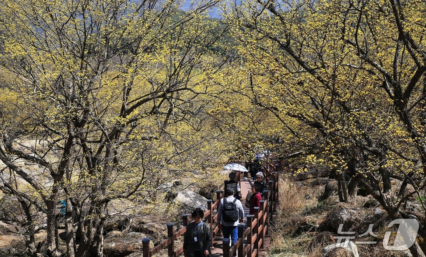 17일 전남 구례군 산동면 반곡마을에서 산수유꽃길을 걷고있는 상춘객들(구례군 제공) 