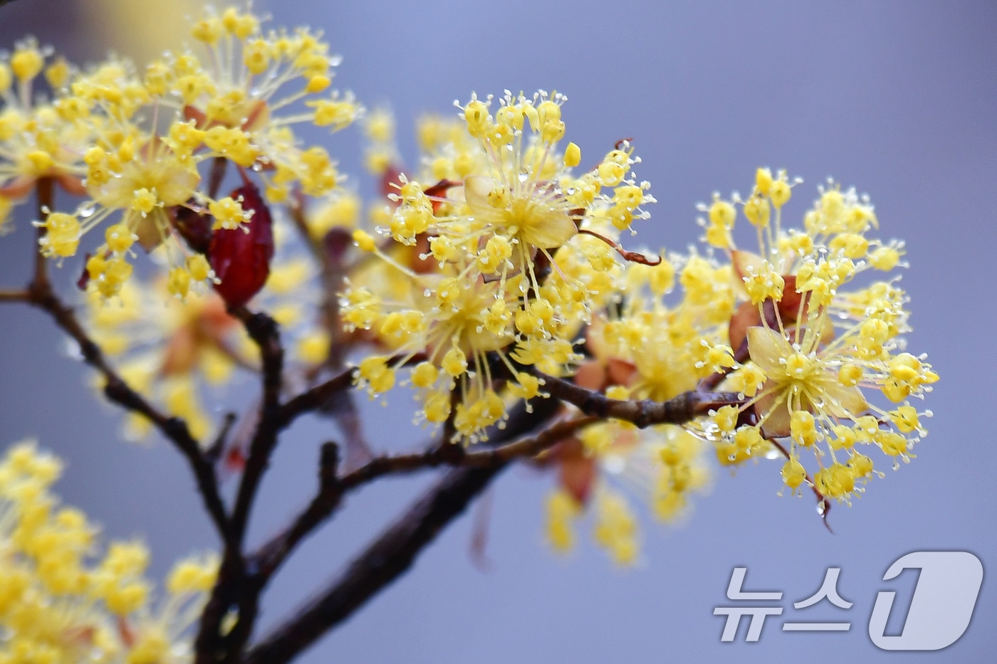 18일 오전 경북 포항시 전역에 봄비가 내리는 가운데 남구 대잠동 철길 숲에 있는 산수유가 빗물을 머금고 있다. 2026.3.18 ⓒ 뉴스1 최창호 기자