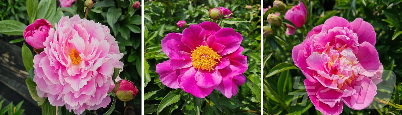 경북농업기술원이 약용과 관상 가치가 높은 작약 신품종 ‘메리미’, ‘써니벨벳’, ‘핑크블룸’ 3종을 개발했다. /뉴스1