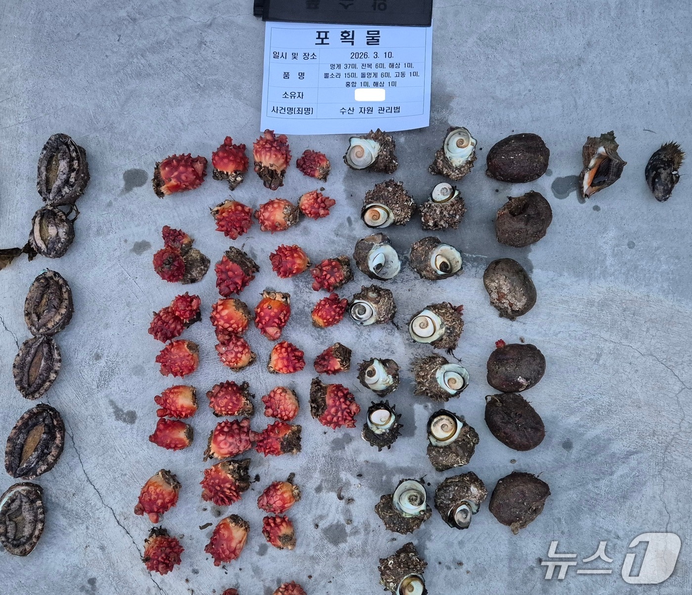 포항해경이 해산물을 불법 포획한 사람에게서 증거물로 압수한 해산물들.(포항해양경찰서 제공, 재판매 및 DB금지) 2026.3.18/뉴스1