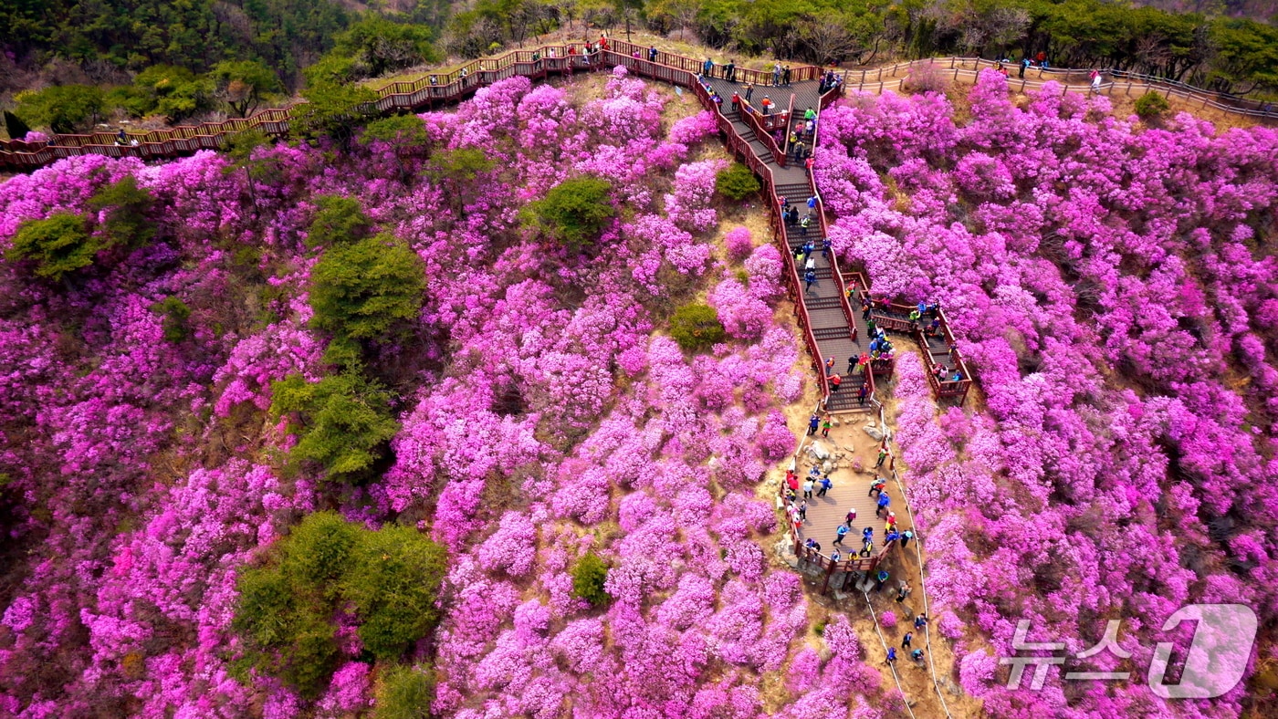 강화 고려산 진달래 자료사진(인천 강화군 제공/뉴스1)