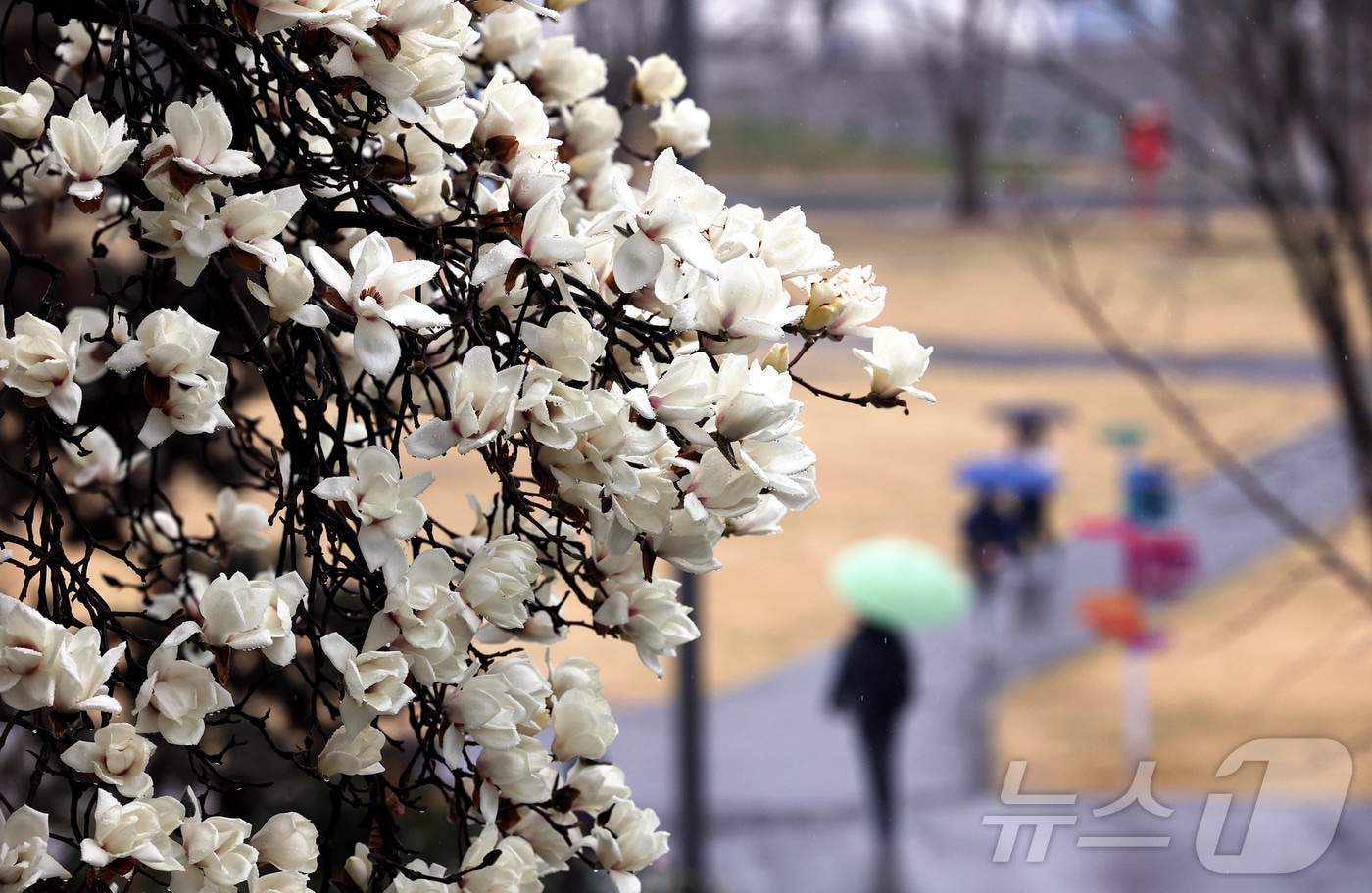 비가 내린 18일 광주 북구 용봉동 전남대학교 캠퍼스에 활짝 핀 목련 아래로 학생들이 우산을 쓰고 걸어가고 있다.(광주 북구 제공. 재판매 및 DB 금지) ⓒ 뉴스1 박지현 기자