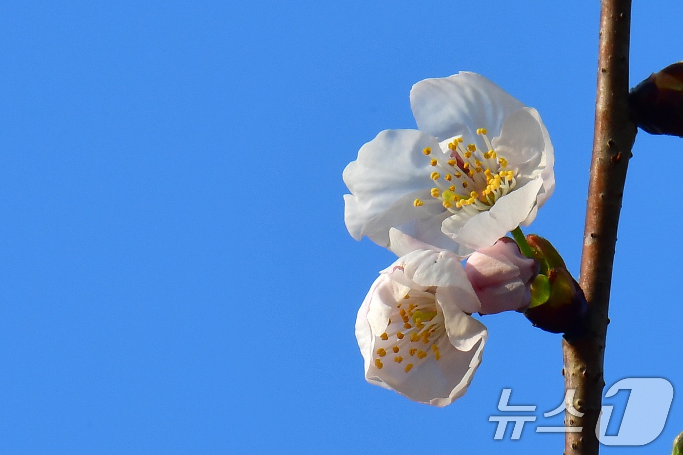 19일 오전 경북 포항시 남구 대잠동 철길숲에 있는 벚나무가 꽃망울을 터트리기 시작했다. 2026.3.19 ⓒ 뉴스1 최창호 기자