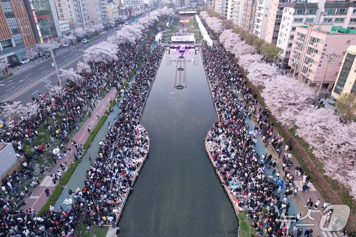 불광천 벚꽃축제 '은평의 봄'.(은평구 제공)