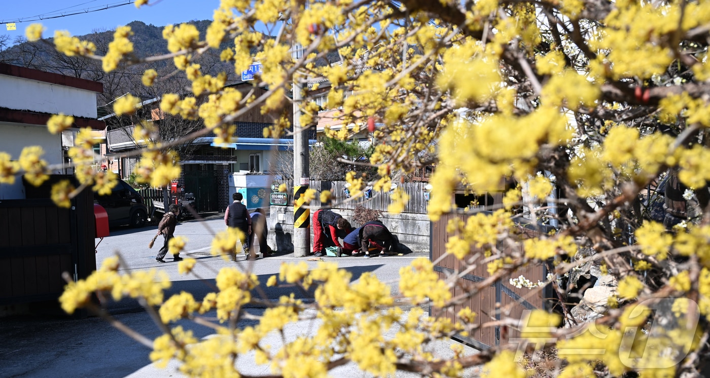 활짝 핀 노란 산수유 꽃 ⓒ 뉴스1