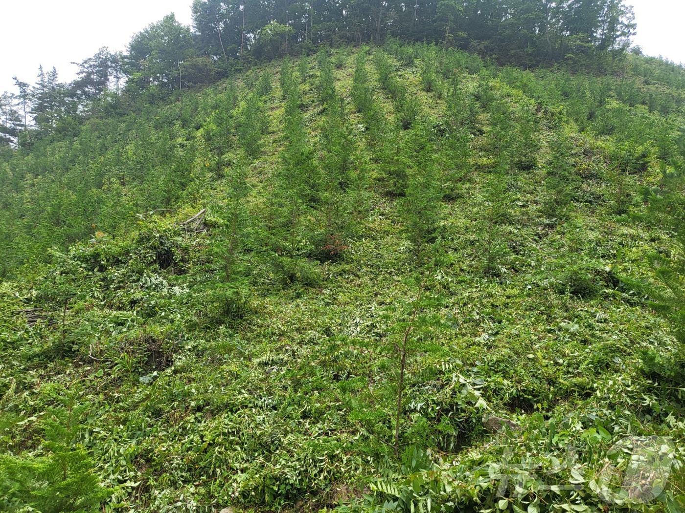 조림사업. ⓒ 뉴스1