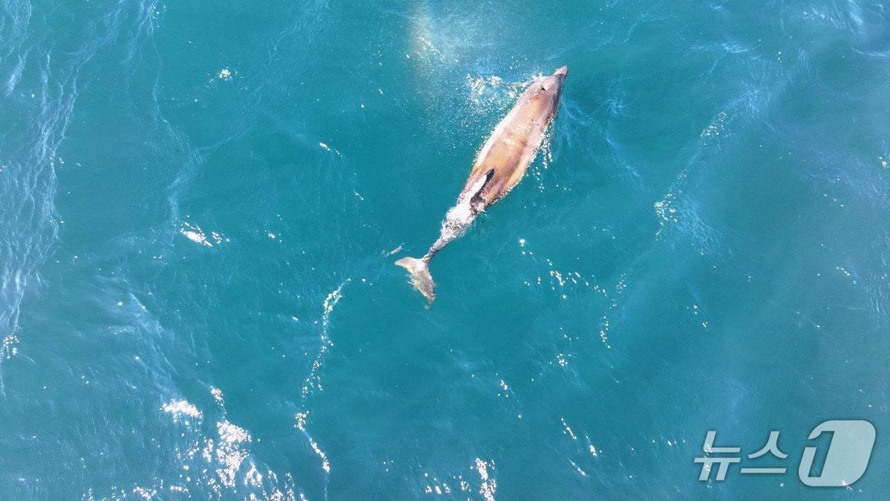  지난 19일 촬영된 돌고래 쌘돌이(오승목 감독 제공. 재판매 및 DB금지)/뉴스1