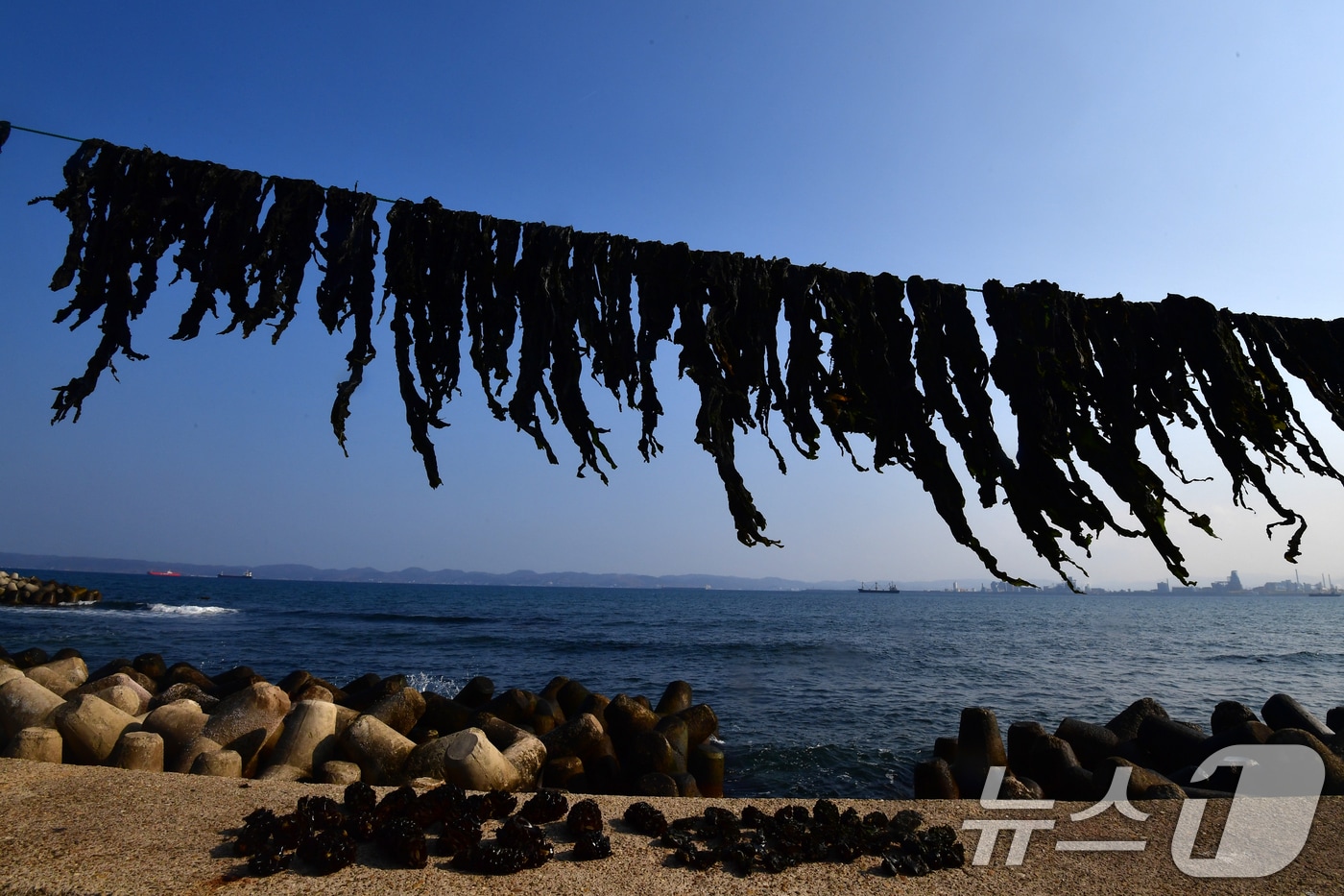 19일 오후 경북 포항시 북구 여남동 해안 스카이워크 주변에서 어민이 널어놓은 미역이 해풍을 맞고 있다. 2026.3.19 ⓒ 뉴스1 최창호 기자