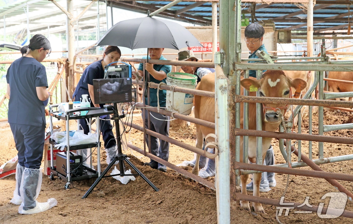 전북 임실군이 국립축산과학원으로부터 저지(Jersey)종 젖소 4두를 추가 도입했다.(임실군제공, 재판매 및 DB금지)2026.3.2/뉴스1