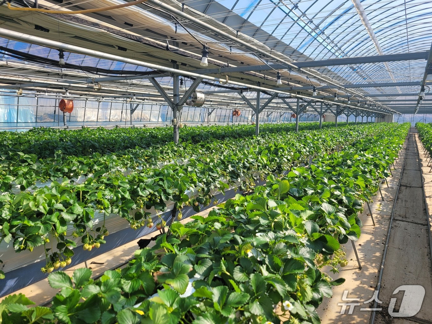 전북 임실군이 시설원예분야 지원사업 대상자를 확정하고 사업을 본격 추진한다.(임실군제공, 재판매 및 DB금지)2026.3.2/뉴스1