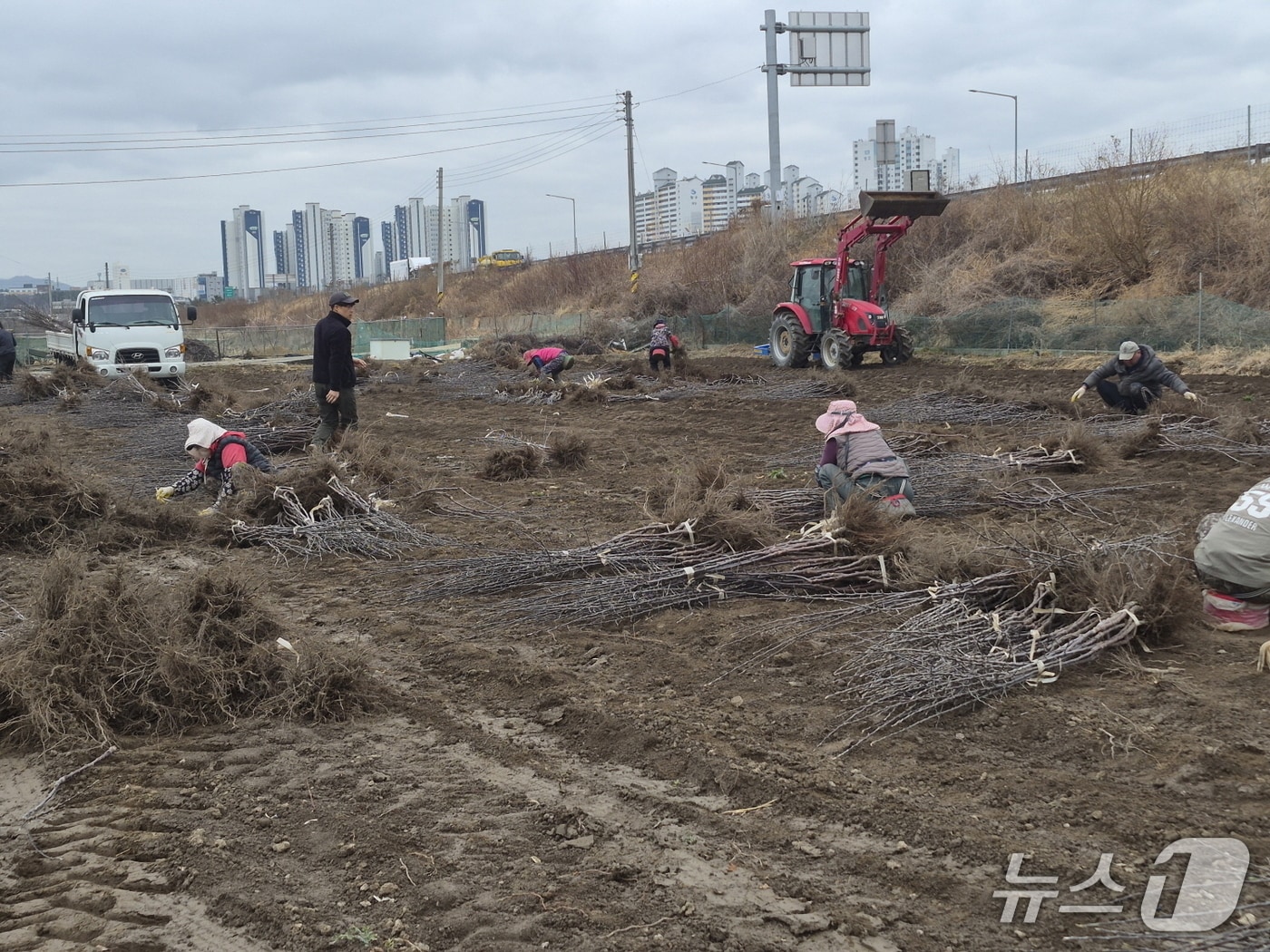 경산 묘목단지 출하모습(경산시 제공. 재판매 및 DB금지)/뉴스1