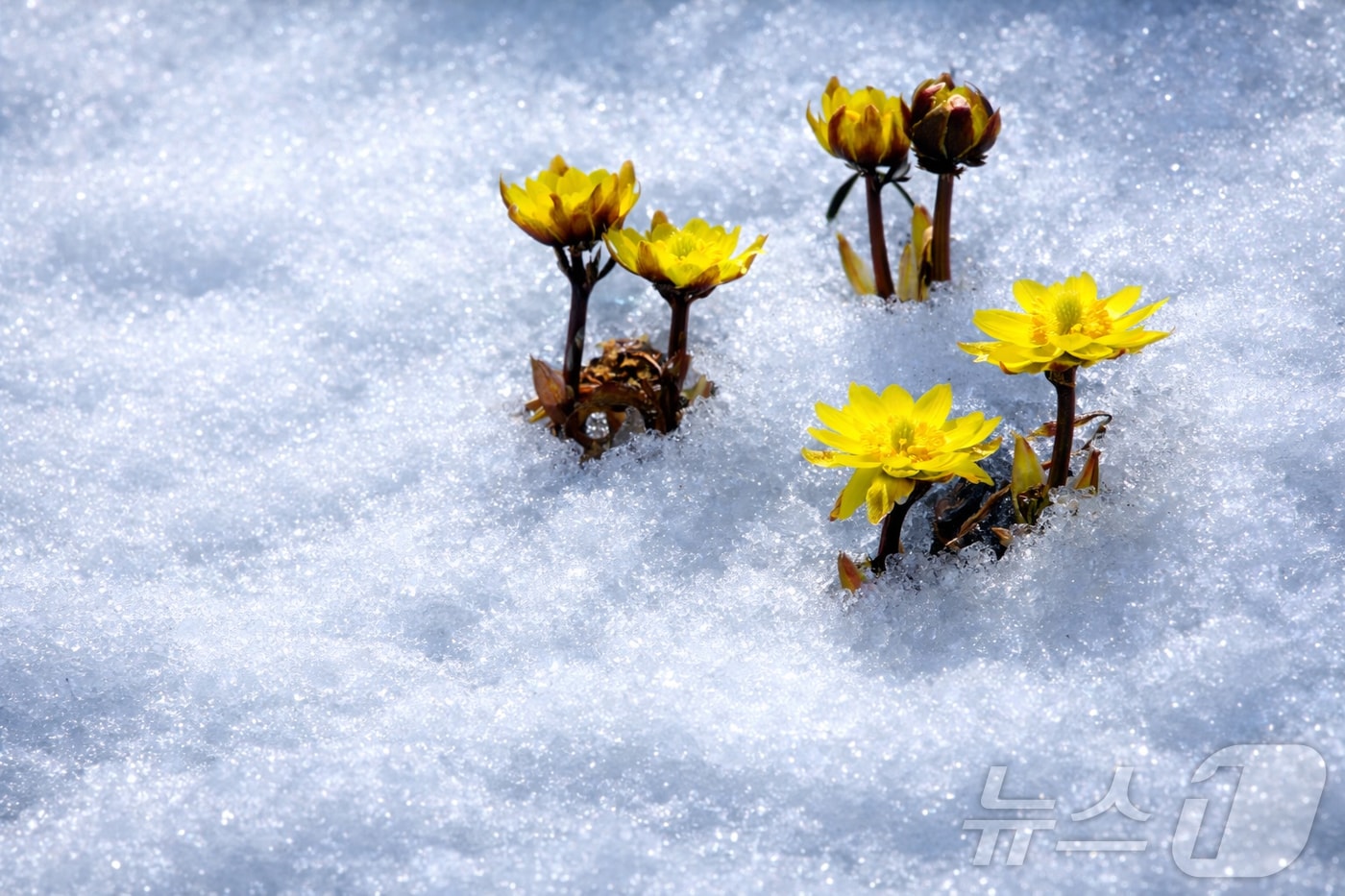 2일 강원 인제 북면 용대리 산자락에 쌓인 눈 사이로 노란 복수초가 만개한 모습. (인제군 제공, 재판매 및 DB금지)2026.3.2 ⓒ 뉴스1 이종재 기자