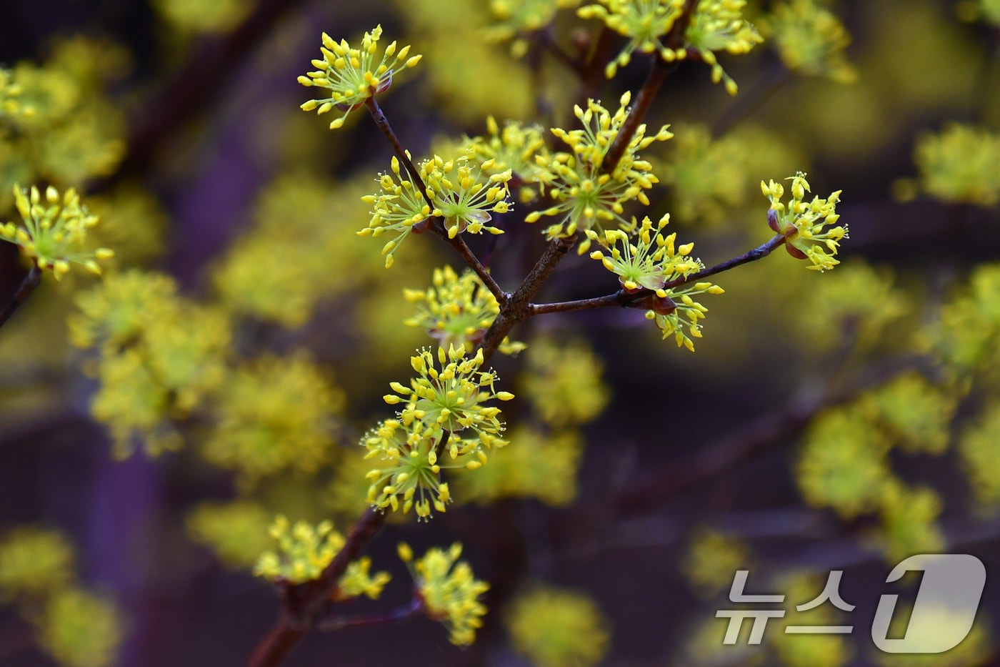 2일 오후 경북 포항시 북구 장성동 공원에서 산수유가 꽃망을 활짝 터뜨리고 있다. 2026.3.2 ⓒ 뉴스1 최창호 기자